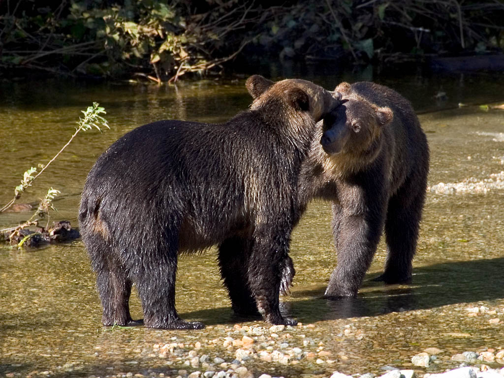 Grizzly bears, apparently siblings, Knight Inlet, British Columbia.  Click for next photo.