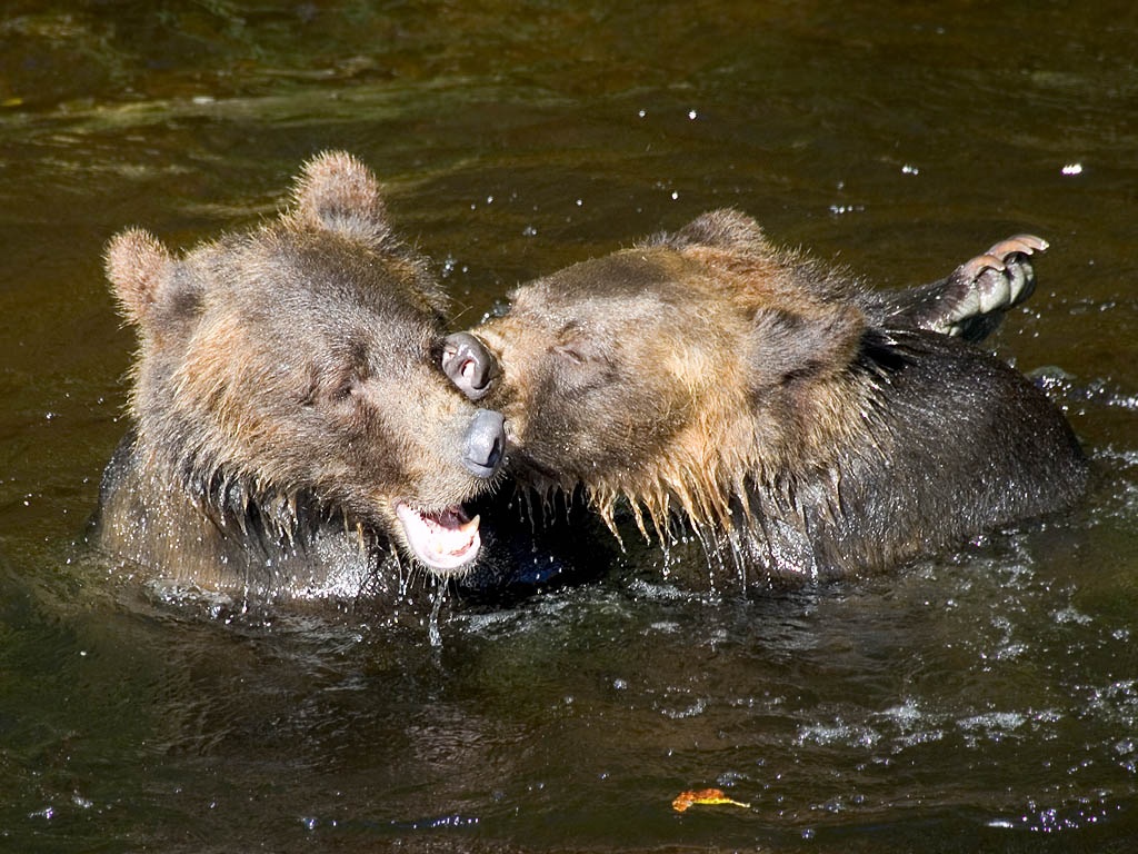 Grizzly bear siblings wrestling, Knight Inlet, British Columbia.  Click for next photo.