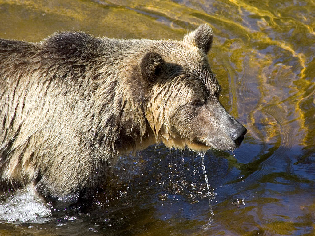 Grizzly bear, Knight Inlet, British Columbia.  Click for next photo.