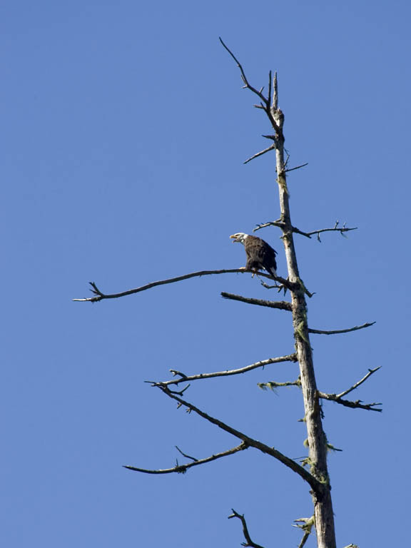 Bald eagle, Knight Inlet, British Columbia.  Click for next photo.