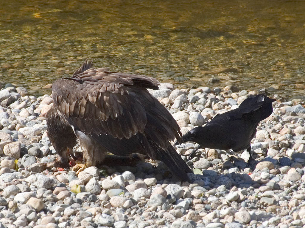 Raven looks for an opening as eagle feeds, Knight Inlet, British Columbia.  Click for next photo.
