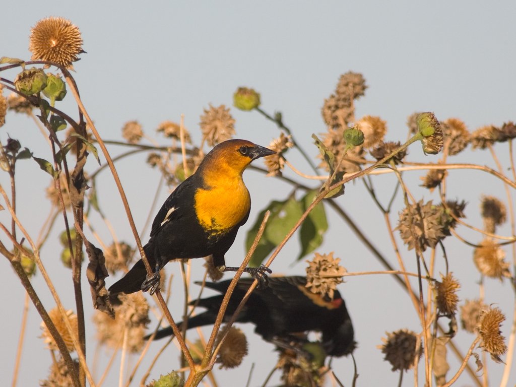 Yellow-headed blackbird, Bosque del Apache NWR.  Click for next photo.