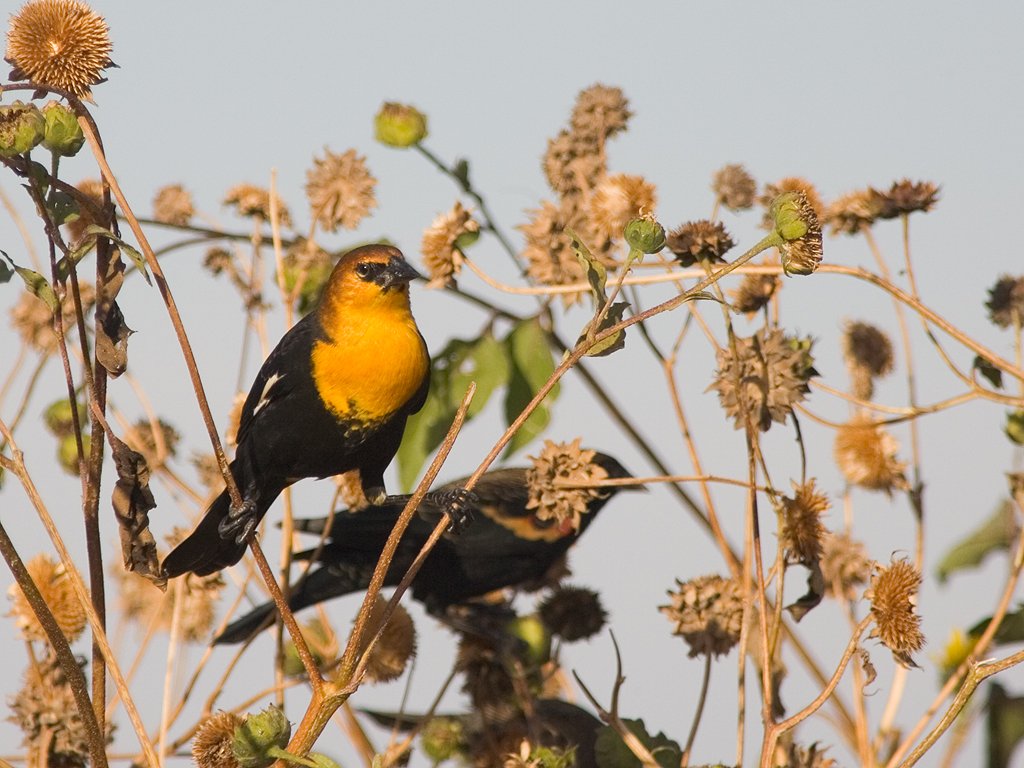 Yellow-headed blackbird, Bosque del Apache NWR.  Click for next photo.