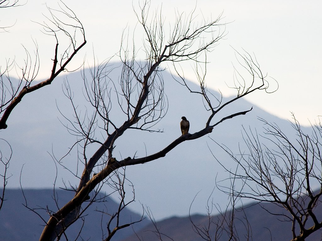 Hawk in a tree, Bosque del Apache NWR, New Mexico, 2004.  Click for next photo.