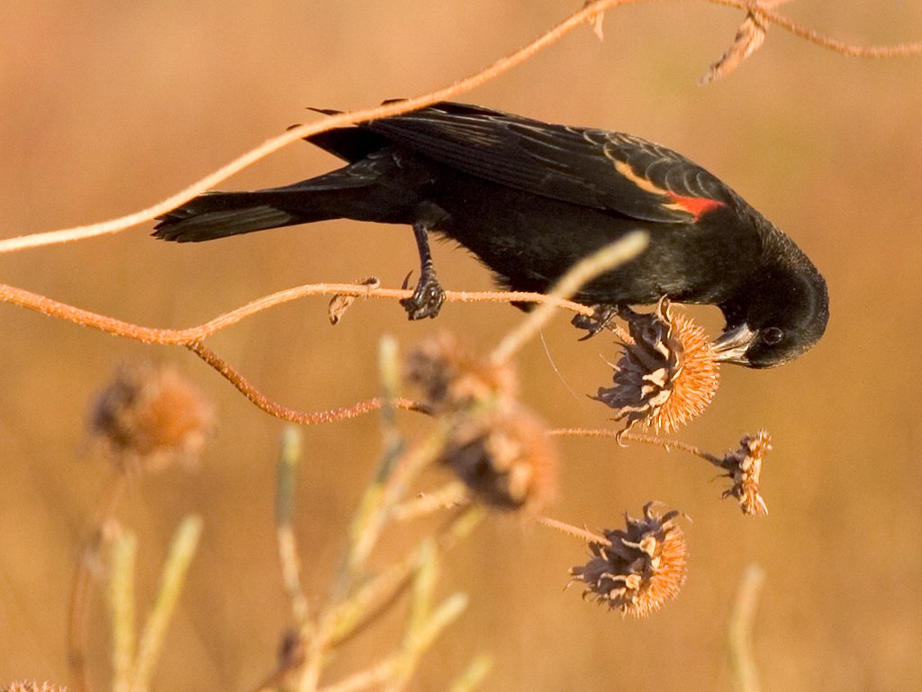 Red-winged blackbird, Bosque del Apache NWR, New Mexico.  Click for next photo.