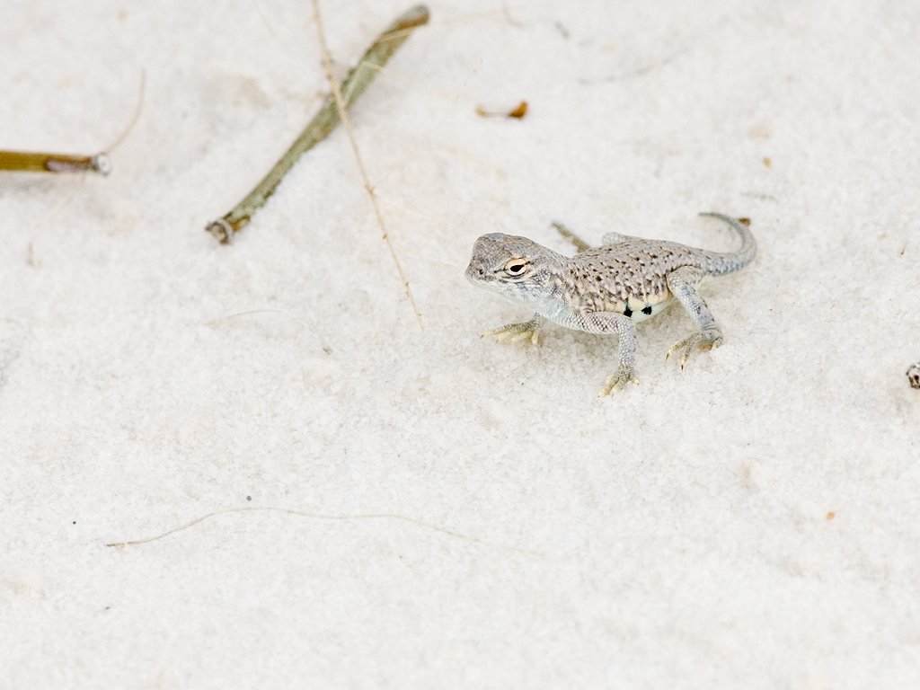 Little white lizard, White Sands, 2004.  Click for next photo.
