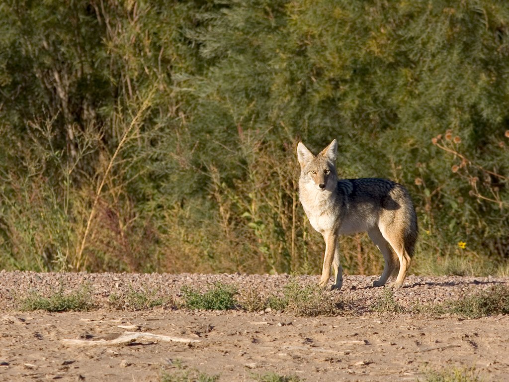 Coyote, Bosque del Apache NWR, New Mexico, 2004.  Click for next photo.