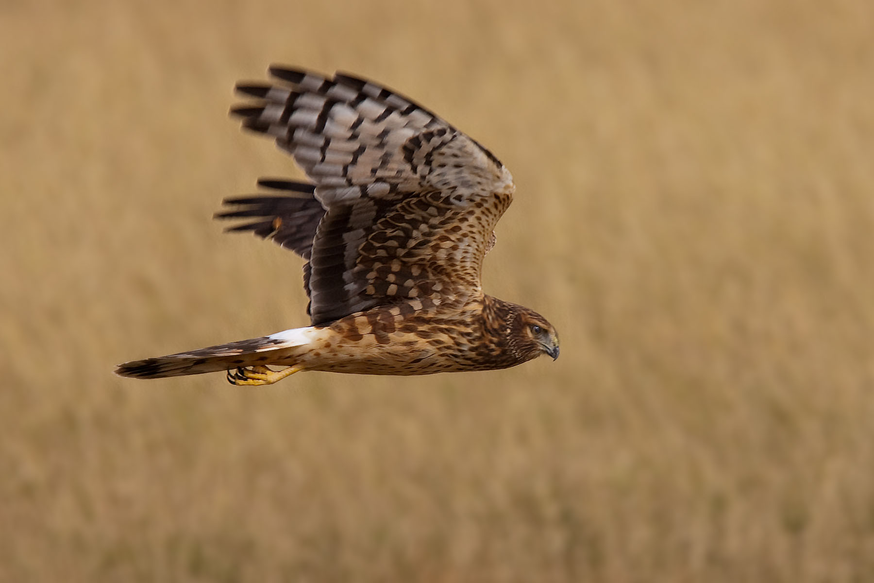 Northern Harrier, Bosque del Apache NWR, 2004.  Click for next photo.