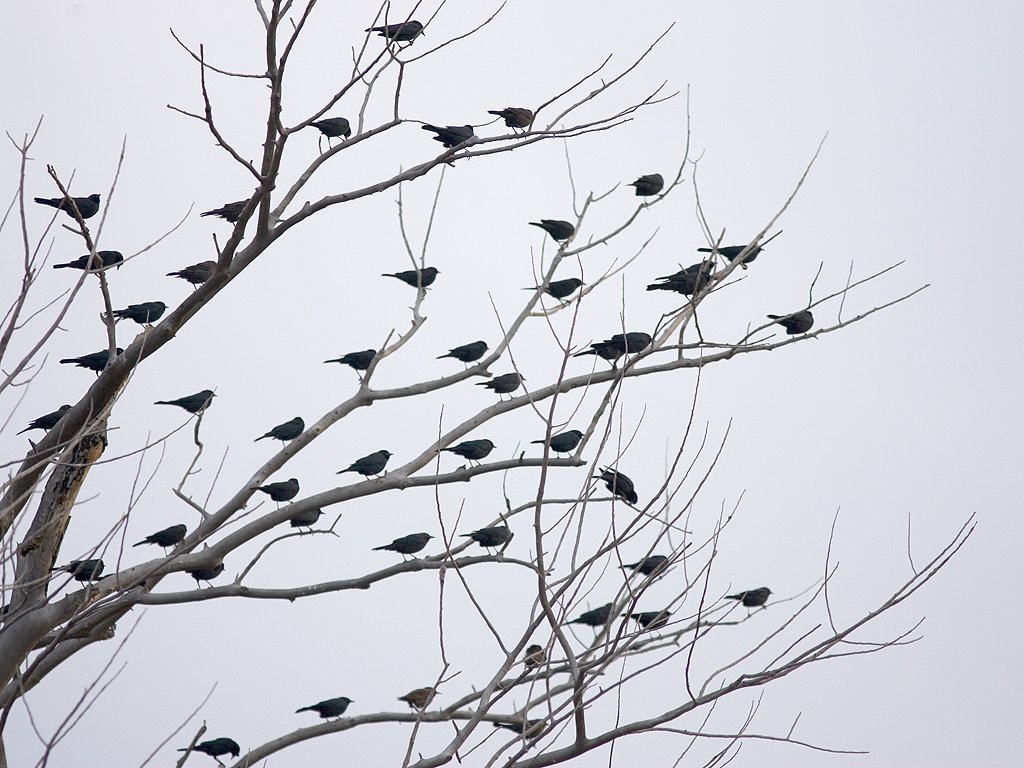 Blackbirds find a roost, Bosque del Apache NWR, 2004.  Click for next photo.