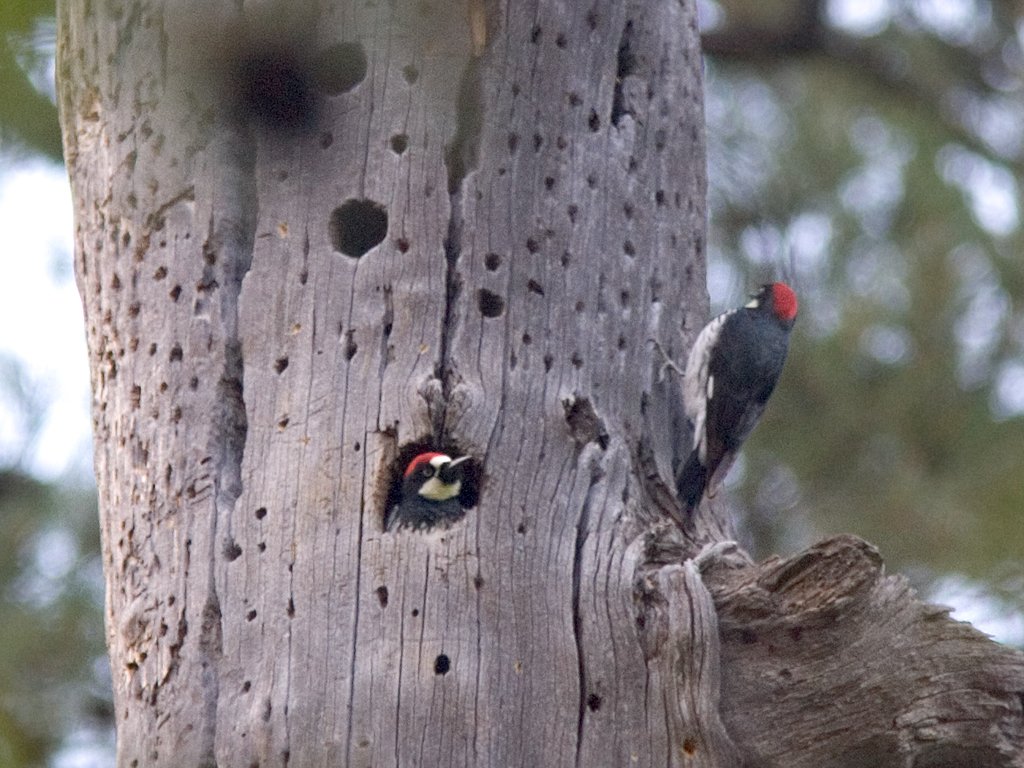 Acorn woodpeckers, Cave Creek Recreational Area, Arizona, 2004.  Click for next photo.