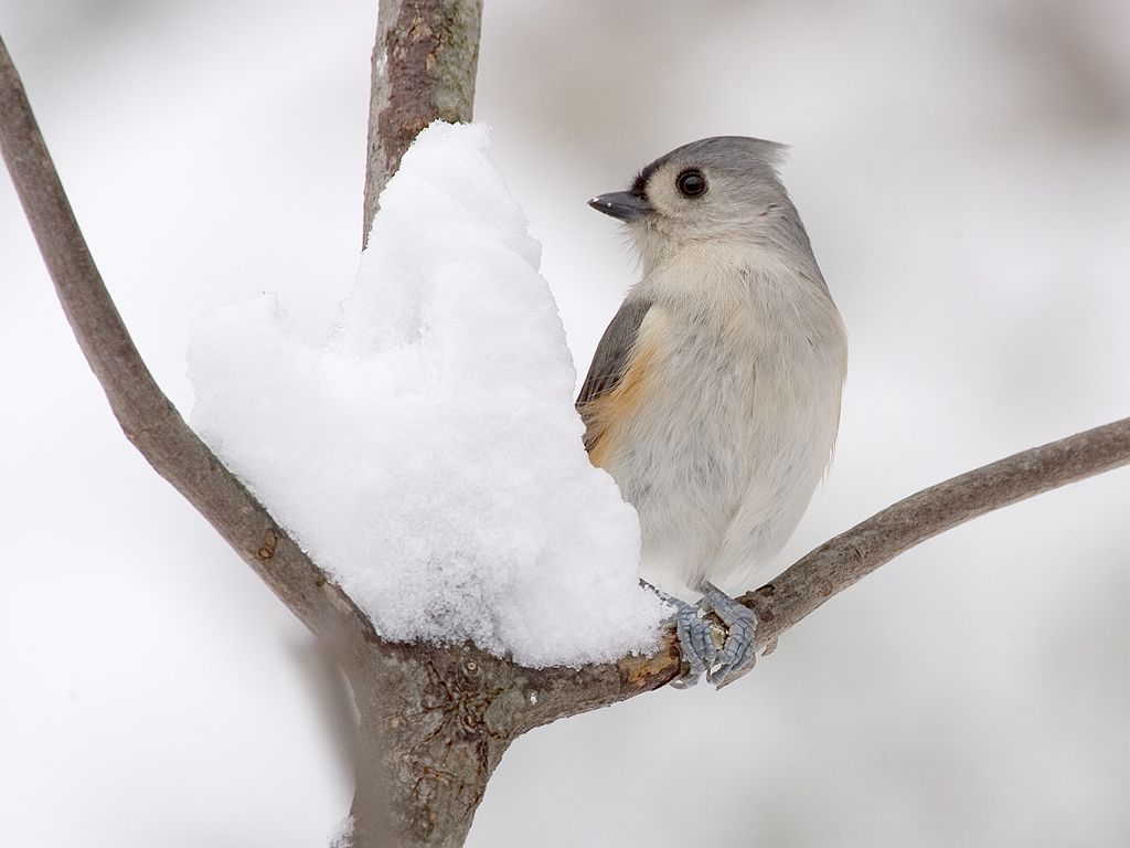 Tufted titmouse in the snow.  Click for next photo.
