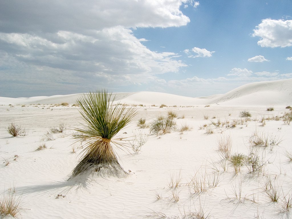 White Sands National Monument, New Mexico.  Click for next photo.