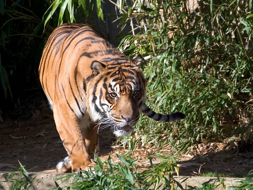 Tiger at National Zoo.  Click for next photo.