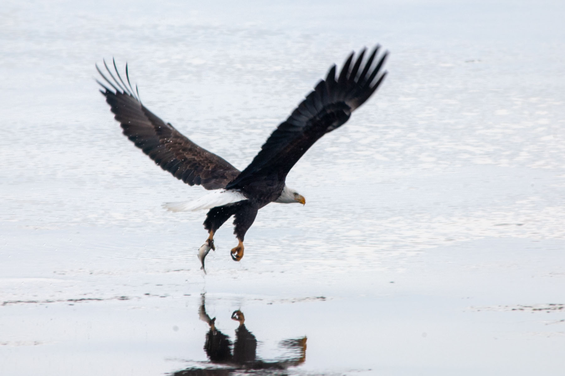 Eagle grabs a fish.  Click for next photo.