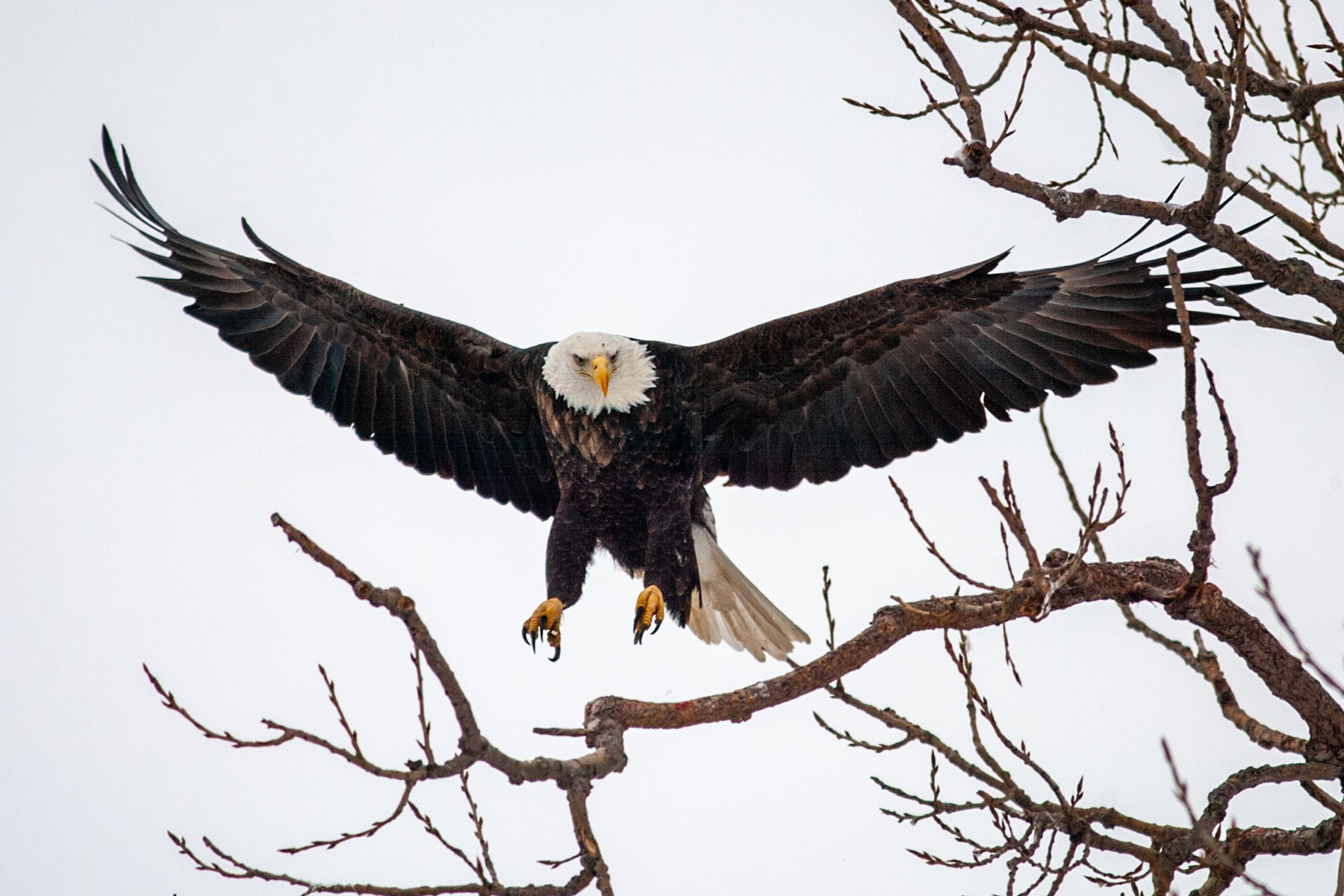 Bald eagle landing, Keokuk, Iowa, 2004.  Click for next photo.