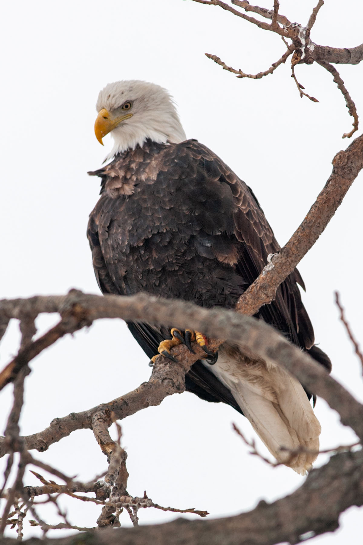 Eagle in Keokuk.  Click for next photo.