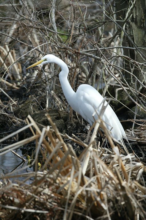 Egret at Bombay Hook National Wildlife Refuge, Delaware.  Click for next photo.