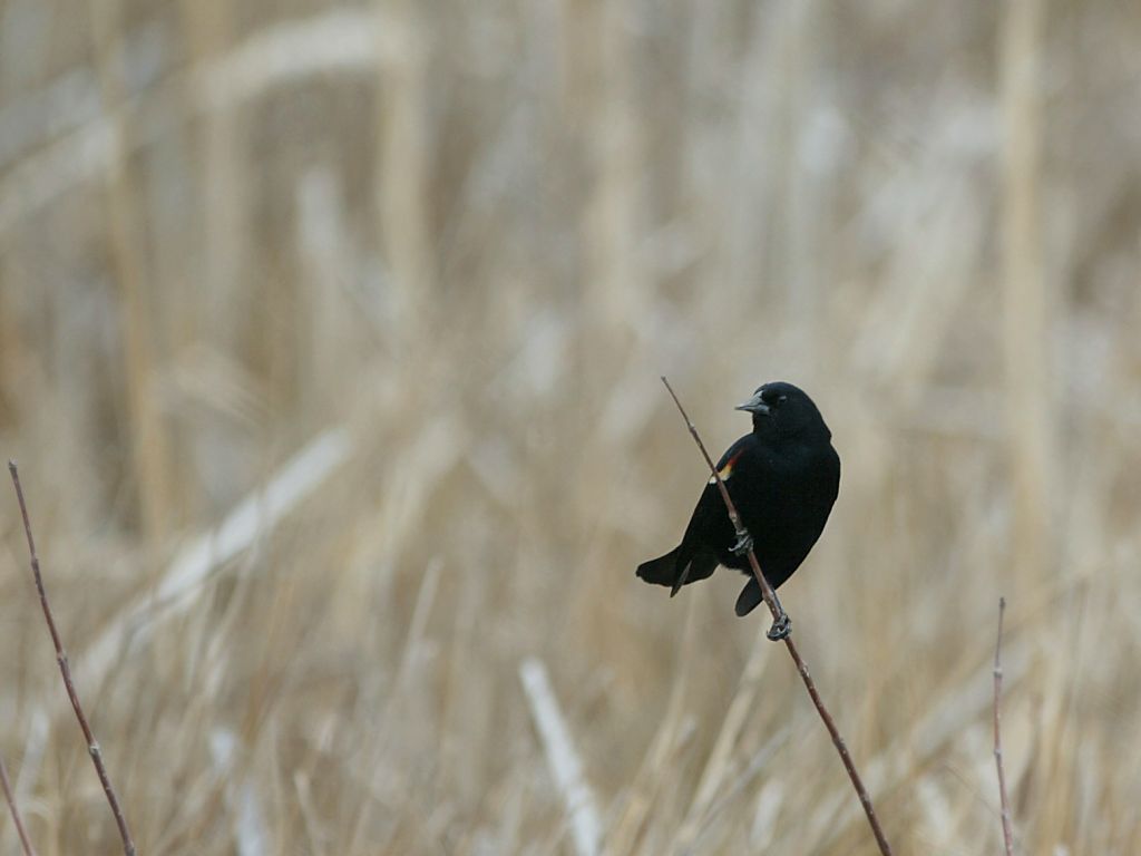 Blackbird at Bombay Hook National Wildlife Refuge, Delaware.  Click for next photo.
