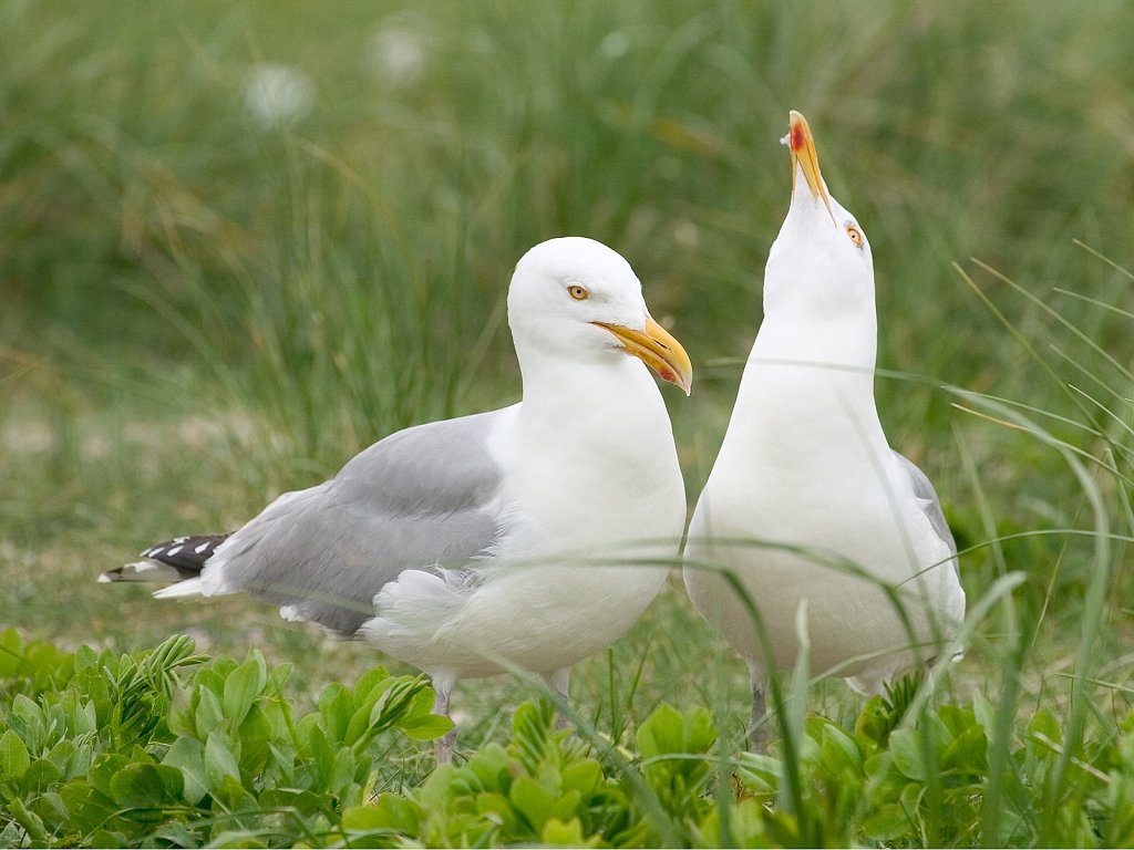 Nesting gulls, Monomoy National Wildlife Refuge, Cape Cod  Click for next photo.
