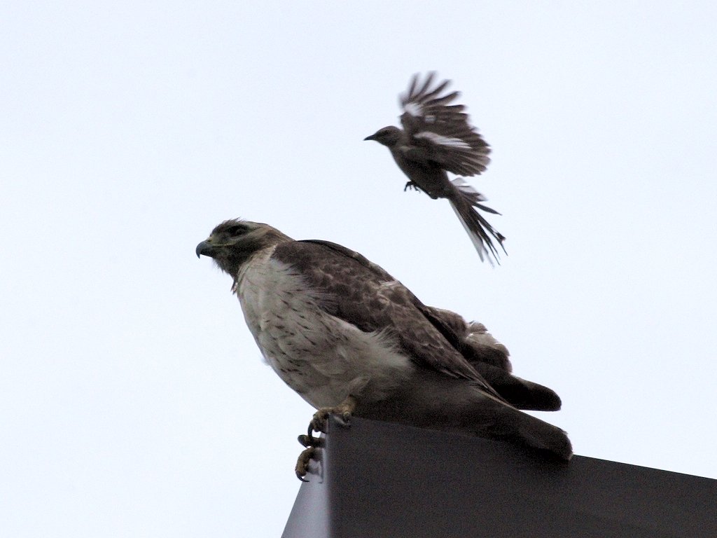 The hawks have to put up with getting mobbed by smaller birds such as mockingbirds.  Click for next photo.