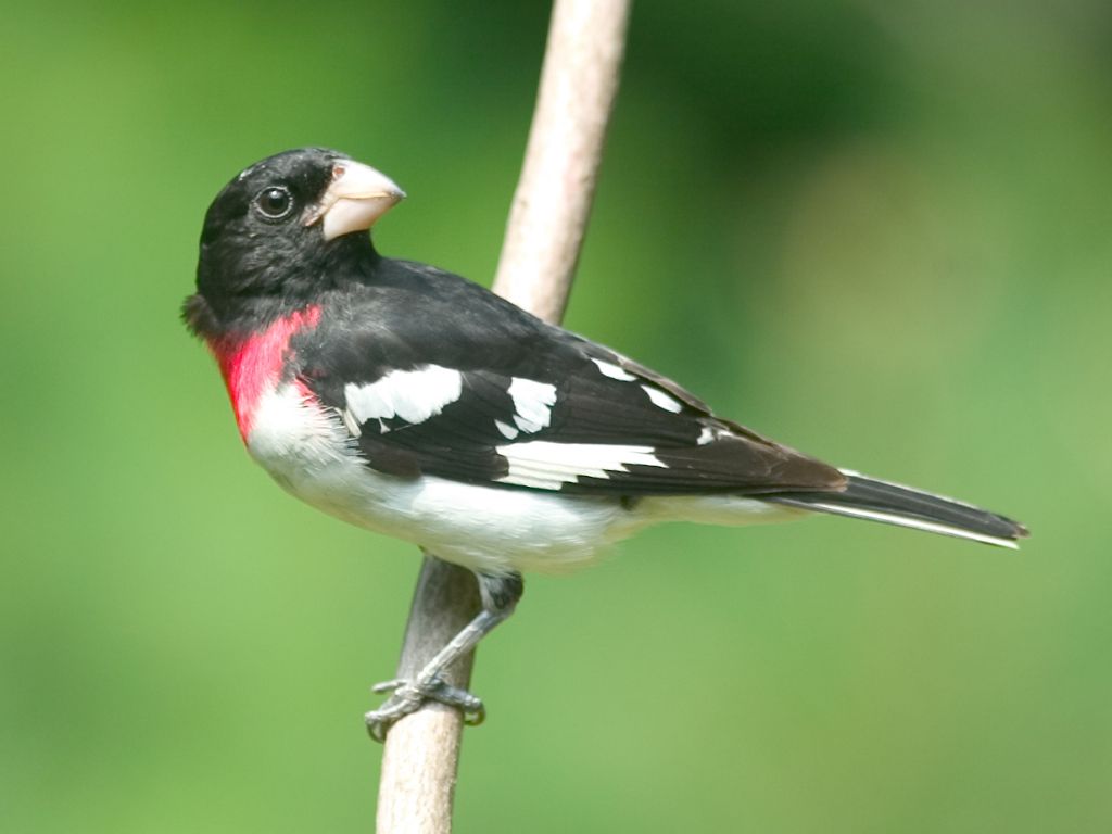 Rose-breasted Grosbeak.  Click for next photo.