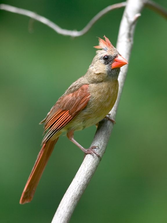 Female cardinal.  Click for next photo.