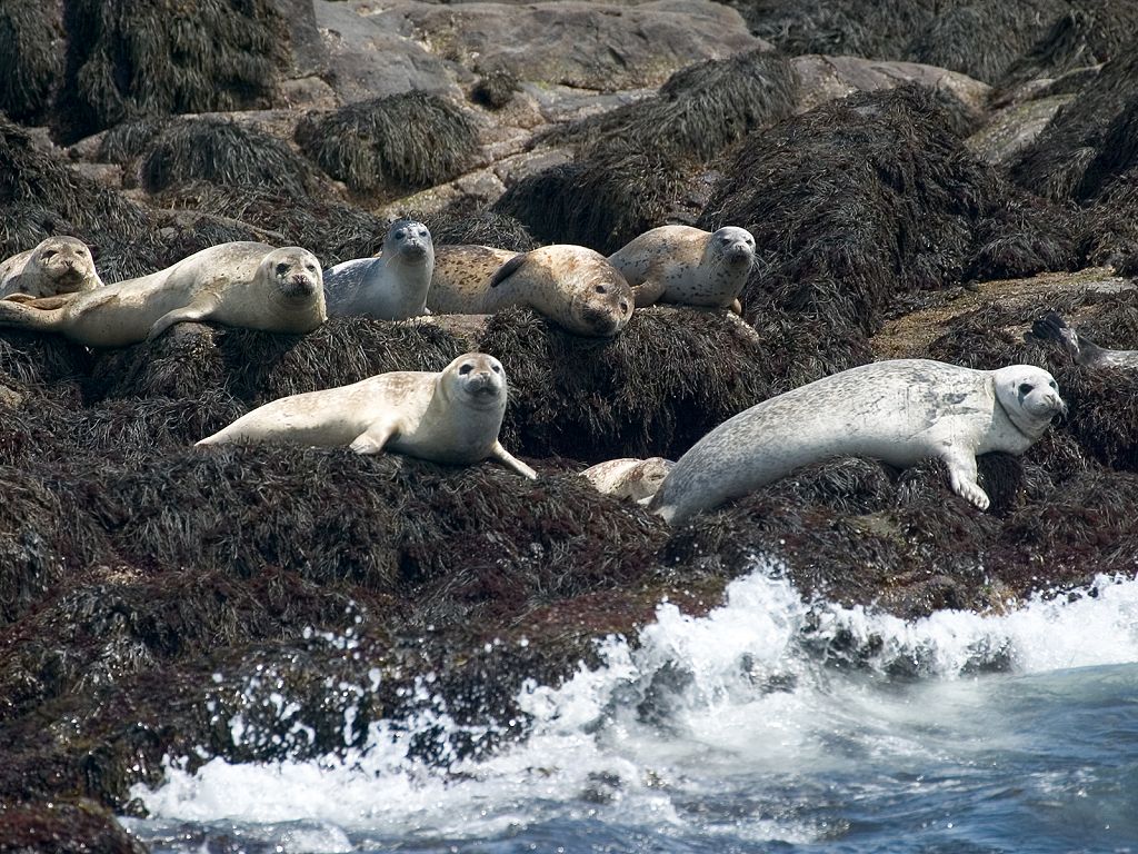 Seals hauled out on North Rock.  Click for next photo.