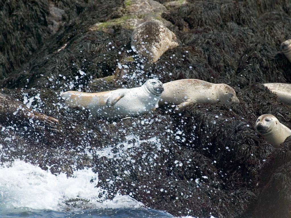 Puffins and Seals, Gulf of Maine Photos on