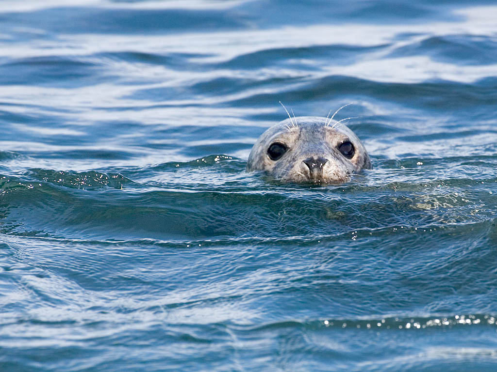 Puffins and Seals, Gulf of Maine, August 2004 Photos on