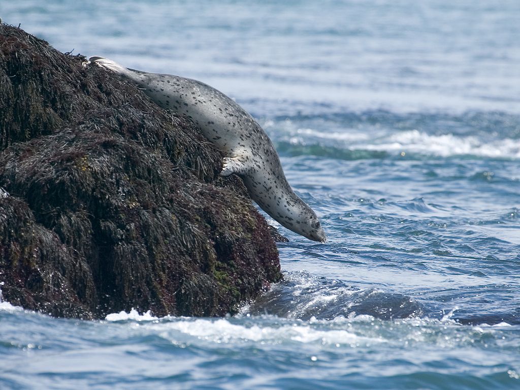 Seal gets ready to slide into the ocean, North Rock, Gulf of Maine.  Click for next photo.