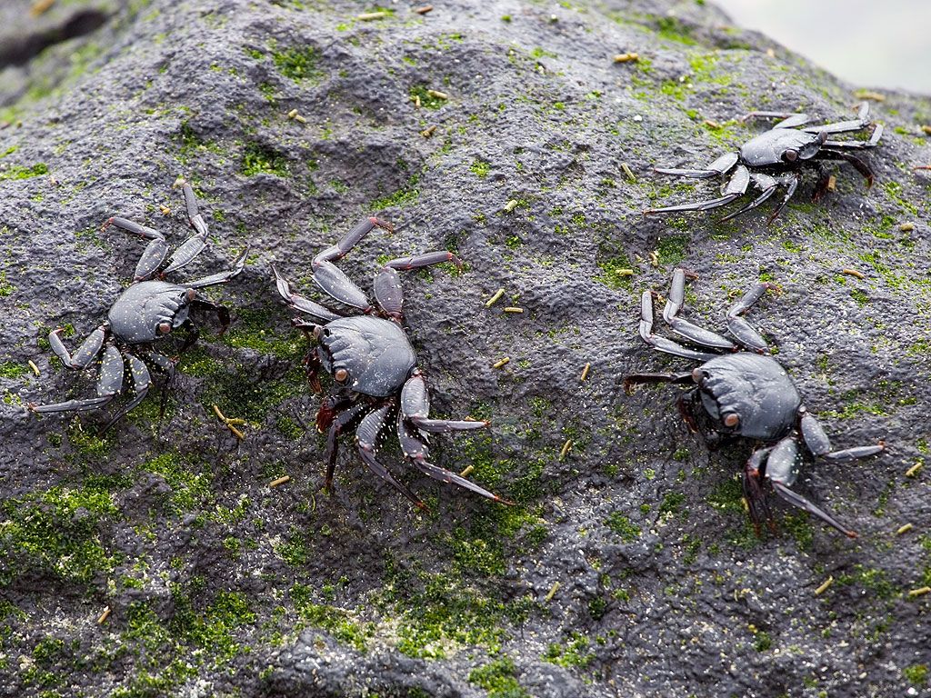 Immature crabs are still black to blend in the with lava, Punta Suarez, Espanola Island, Galapagos.  Click for next photo.
