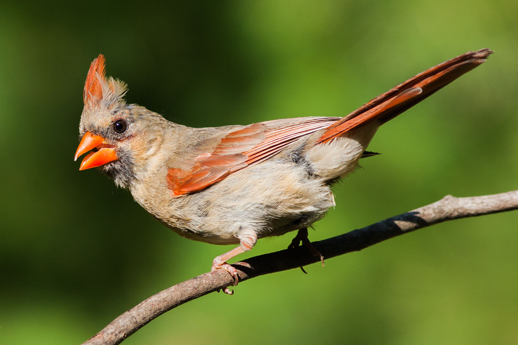 Female Cardinal.  Click for next photo.