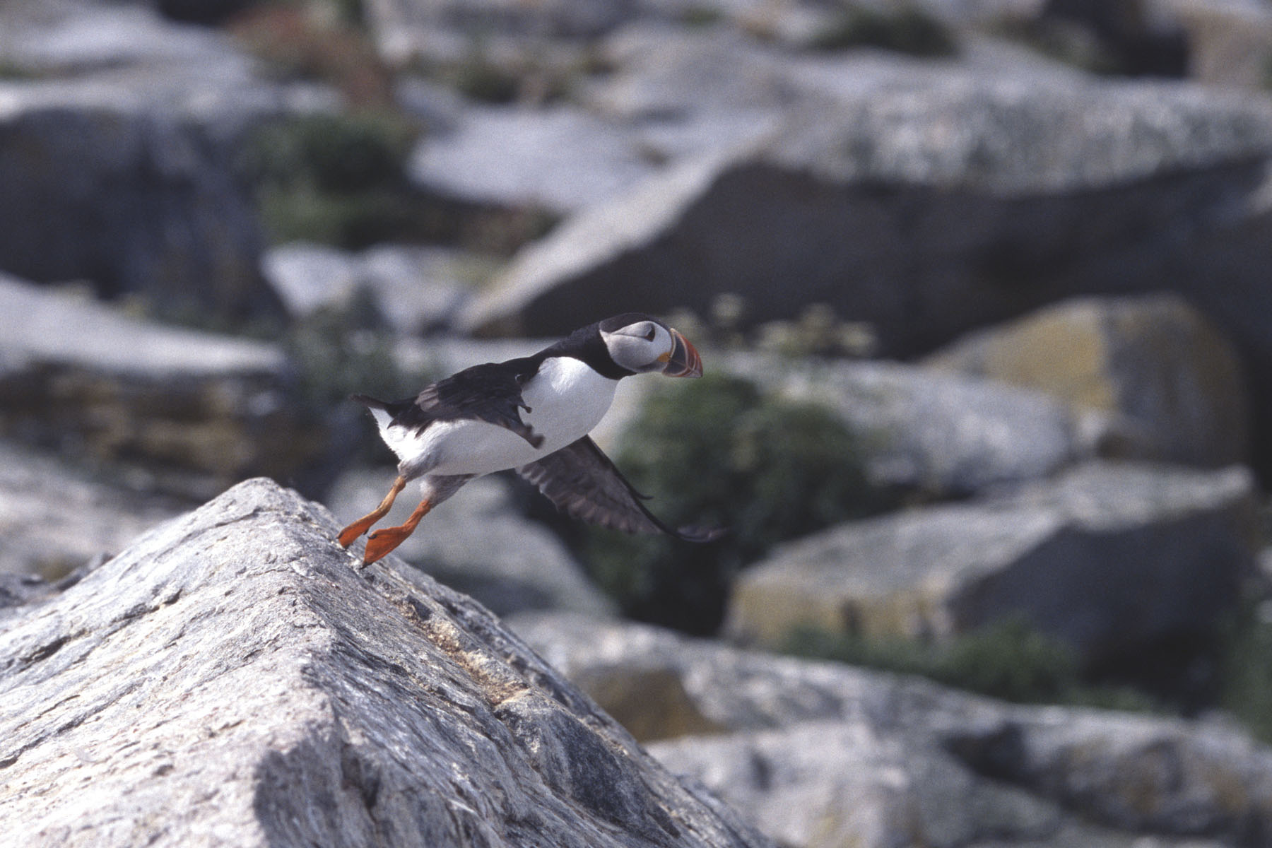 Puffins and Seals, Gulf of Maine, August 2004 Photos on