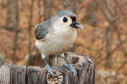USB tether shot, tufted titmouse with Canon S45.