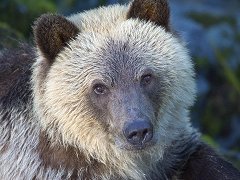 British Columbia Brown Bear