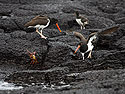 Oystercatchers chasing crabs, Floreana Island, Galapagos.