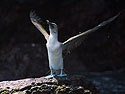 Blue-footed booby, Punta Vicente Roca, Isabela Island, Galapagos.