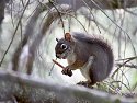 Squirrel, British Columbia.