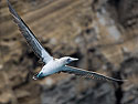 Blue-footed booby, Punta Vicente Roca, Isabela Island, Galapagos.