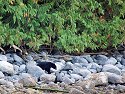 Black bear on the shore near Knight Inlet, British Columbia, September 2004.