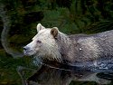 Grizzly bear mother, Knight Inlet, British Columbia, September 2004.