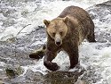 Grizzly bear yearling cub, Knight Inlet, British Columbia, September 2004.