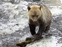 Grizzly bear yearling cub, Knight Inlet, British Columbia, September 2004.
