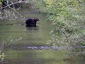 Grizzly bear, Knight Inlet, British Columbia, September 2004.
