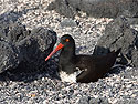 Nesting Oystercatcher, Punta Espinosa, Fernandina Island, Galapagos.