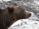 Grizzly bear, Knight Inlet, British Columbia, September 2004.