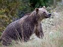 Grizzly bear mother, Knight Inlet, British Columbia, September 2004.