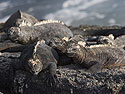 Marine iguanas, Punta Espinosa, Fernandina Island, Galapagos.