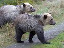 Grizzly bear yearling cubs, Knight Inlet, British Columbia, September 2004.