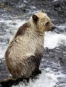 Grizzly bear yearling cub, Knight Inlet, British Columbia, September 2004.